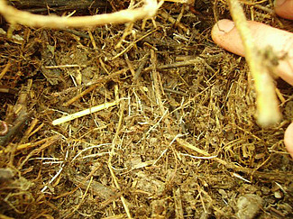 Silage auf Boden, weisse, freigelegte Wurzeln