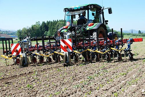 Traktor mit Hackgerät am Hacken von zirka 6 Zentimeter hohen Zuckerrüben