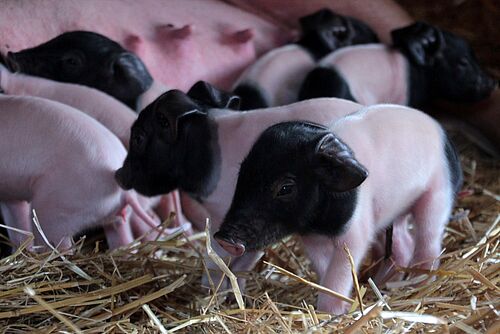 Ferkel aus dem Projekt «Unser Hausschwein». Foto: FiBL, Anna Jenni