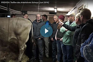 Gruppe von Bauern beim Diskutieren im Stall hinter einer Kuh