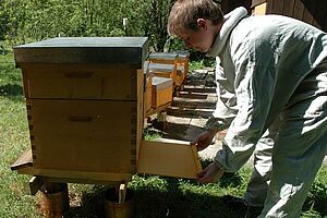 Knabe beim Auszählen des Varroa-Totefalls an freistehendem Bienenstock