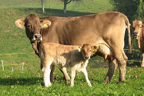 Eine Mutterkuh mit ihrem Kalb auf der Weide.