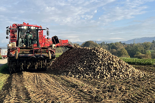 Eine rote Zuckerrübenerntemaschine von vorne, daneben ein Haufen mit Rüben. 