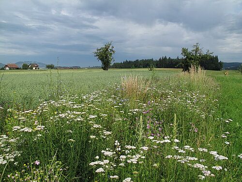 blühender Buntbrachestreifen