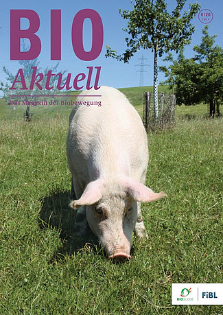 Titelseite Bioaktuell 6|2020, ein Schwein auf der Weide
