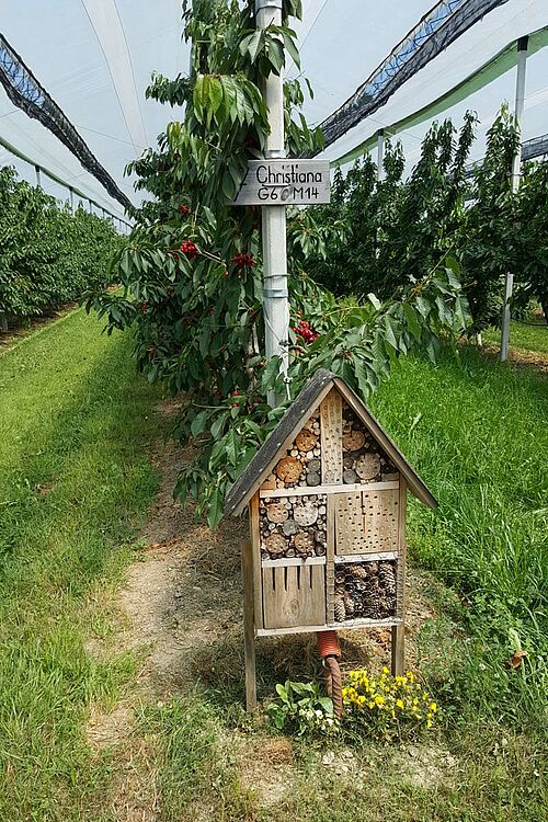 Kirschenanlage mit Insektenhotel im Vordergrund