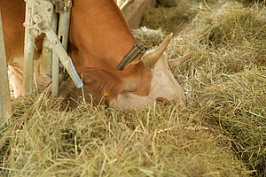 Kuh frisst Heu im Stall und veranschaulicht die Bedeutung von Raufutter für die Tierhaltung.