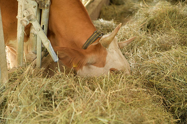 Kuh frisst Heu im Stall und veranschaulicht die Bedeutung von Raufutter für die Tierhaltung.