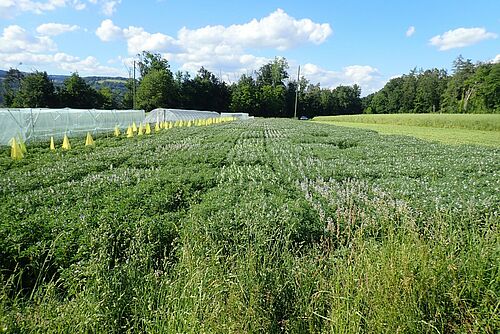 Ein Feld, das mit einem Sortenversuch bepflanzt ist.