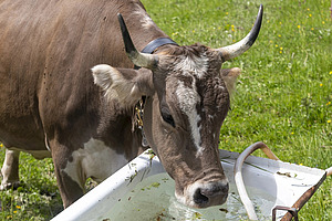 Eine behornte, graue Kuh trinkt aus einer alten Badewanne mit Wasser. 