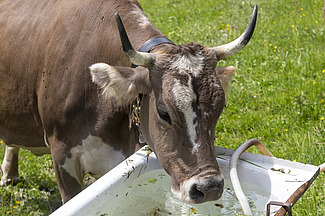 Eine behornte, graue Kuh trinkt aus einer alten Badewanne mit Wasser. 