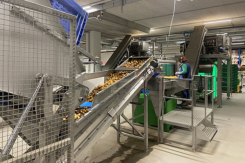Ein Sortiergerät mit Kartoffeln in einem Industriegebäude.