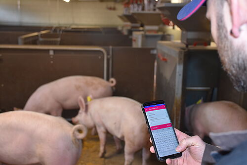 Drei Ferkel im Stall, die von einem Bauer mit Smartphone begutachtet werden.