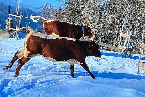 Zwei gefleckte Rinder rennen durch eine schneebedeckte Weide. 
