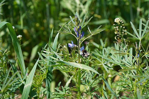 Eine Biene sitzt auf einer Lupine
