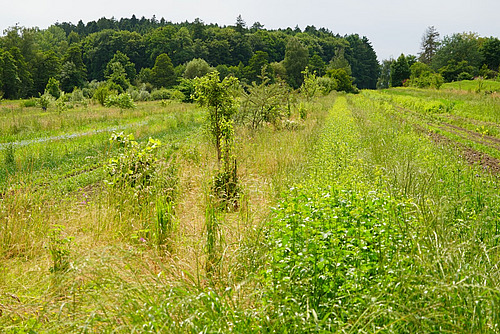 Im Bild sind Baumreihen, Feldreihen und dazwischen viel hohes Gras zu sehen. 