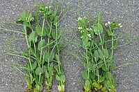 Links höhere und kräftigere Erbsenpflanzen, rechts kürzere, weniger kräftige und blühende Erbsenpflanzen
