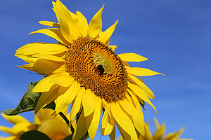 Sonnenblume mit Hummel.