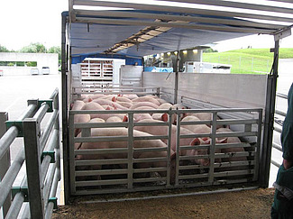 Mastschweine auf Lastwagen