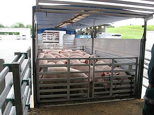 Mastschweine auf Lastwagen