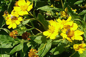 Gelbe Guizotia-Blüten mit Bienen
