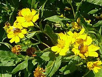 Gelbe Guizotia-Blüten mit Bienen