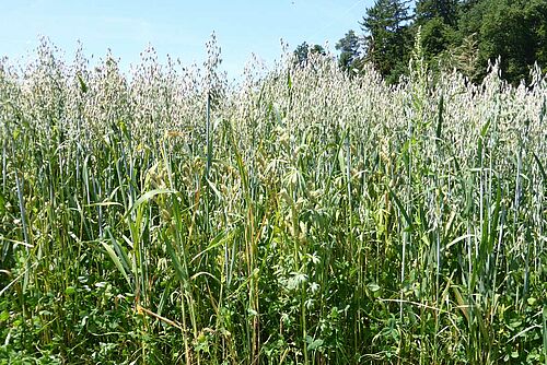 Lupinen- und Haferpflanzen gemischt.