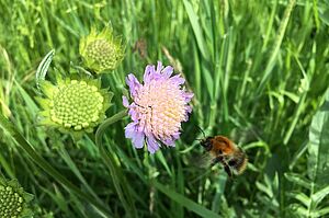 Hummel Blumenwiese