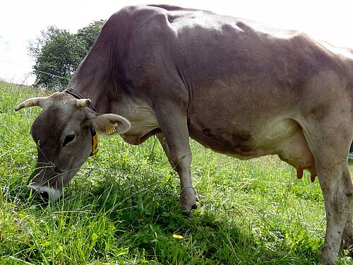 Eine Braunviehkuh auf der Weide