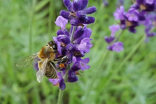 Violette Blüte mit Biene