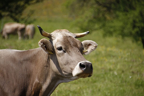 Braunviehkuh auf der Weide.