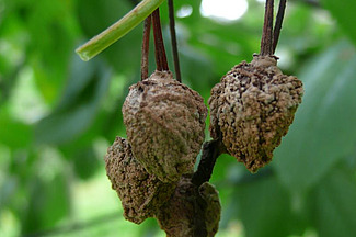 Fruchtmumie