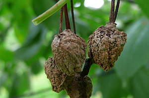 Fruchtmumie