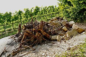 Im Hintergrund Reben am Hang, im Vordergrund ein Steinhaufen mit Totholz und Sand neben einer Hecke. 