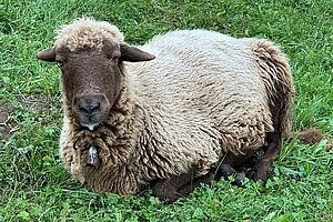 Ein Schaf liegt im Gras und hat Speichel am Maul.