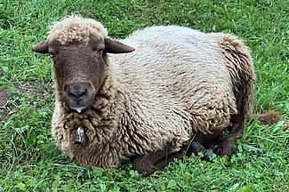 Ein Schaf liegt im Gras und hat Speichel am Maul.