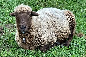 Ein Schaf liegt im Gras und hat Speichel am Maul.