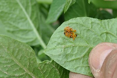 Kartoffelkäferlarven L1 auf der Blattunterseite