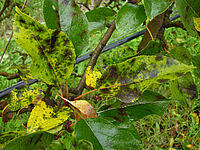 Blätter mit typischen Symptomen von Marssonina-Befall: Zusammenlaufende schwarz-graue Flecken in chlorotischen Blattbereichen. Foto: FiBL