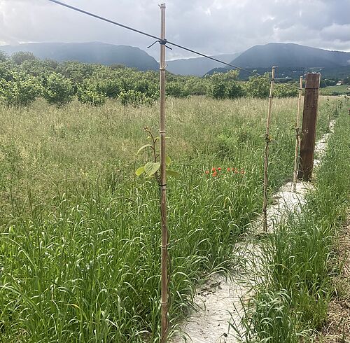 Die Mulchfolie unter den Jungbäumen hält den Boden feucht und verhindert das Wachstum unerwünschter Gräser. Hier wurde eine Geotextilie aus natürlichen Hanffasern verwendet. Foto: FiBL, Alice Dind