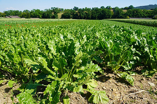 Biozuckerrübenbestand auf einem Feld mit gut entwickelten Pflanzen. Der Anbau bleibt trotz Trockenheit und starkem Rübenrüssler-Befall möglich, erfordert jedoch standortangepasste Entscheidungen und ein hohes Mass an Fachwissen.