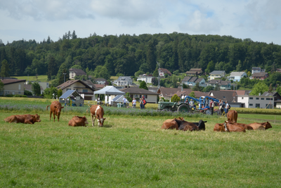 Ein paar Kühe liegen und stehen auf einer Weide. Im Hintergrund sind Zeltstände zu sehen. 