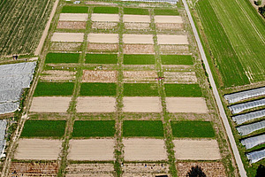 Luftaufnahme der Versuchsparzellen des DOK-Versuchs.