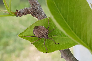 Wanze auf Blatt