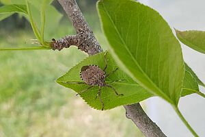 Wanze auf Blatt