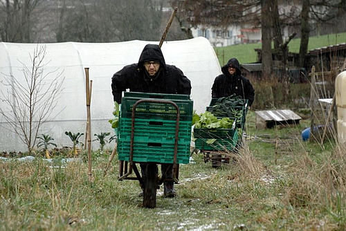 Zwei Menschen stossen Schubkarren mit grünen Gemüsekisten.