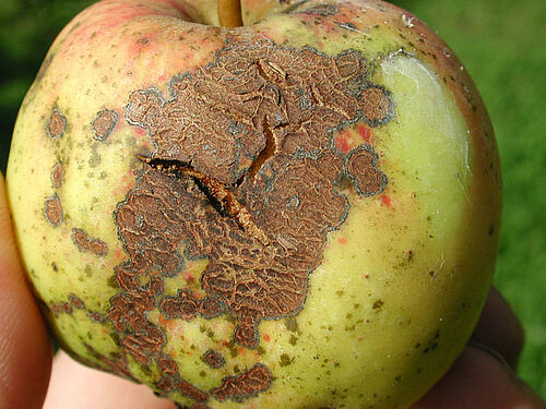 roter Apfel mit Schorfflecken
grün-gelber Apfel mit Schorffleck mit tiefen Rissen