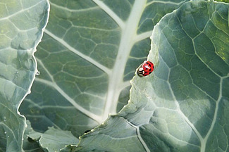 Ein Marienkäfer auf einem Kohlblatt.