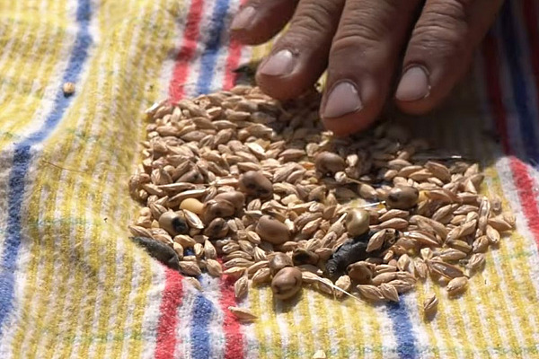 Getreide-Ackerbohnen-Gemenge nach der Ernte: Die unterschiedlich grossen Körner verdeutlichen die Herausforderung, Mischkulturen schonend zu ernten und anschliessend für die Nutzung in der menschlichen Ernährung zu sortieren.