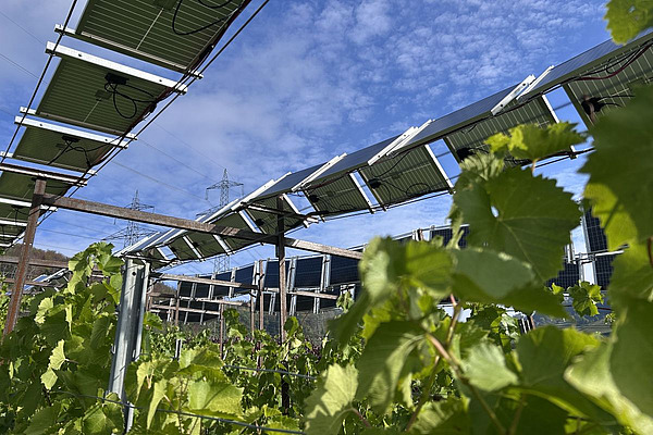 Über der Muscaris-Parzelle auf dem Zelglihof in Sissach wurden die Solarmodule in unterschiedlichen Anordnungen installiert. So kann untersucht werden, wie sich die Beschattung auf Reben und Stromertrag auswirkt. Foto: FiBL, Corinne Obrist